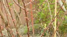 DSCN0718