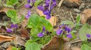 DSCN0737