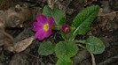 DSCN0740