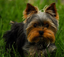 Yorkshire_terrier_yorkie_yorky_by_houstonryan