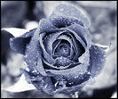 winter_rose_by_kizuna_chan-d4ixk34