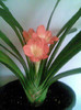 30.03. CLIVIA
