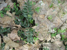 ghimpe planta rara