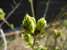 White Lilac Tree (2012, March 28)