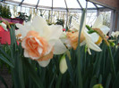 23.03.2012 o zi de vis 163