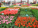 23.03.2012 o zi de vis 177