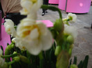 23.03.2012 o zi de vis 189