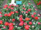 23.03.2012 o zi de vis 191