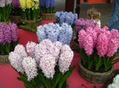 23.03.2012 o zi de vis 202
