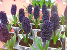23.03.2012 o zi de vis 205