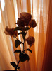 DSC04542