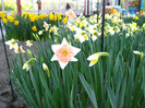 23.03.2012 o zi de vis 216
