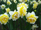23.03.2012 o zi de vis 221