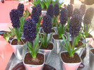 23.03.2012 o zi de vis 231