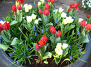 23.03.2012 o zi de vis 291