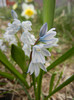 Puschkinia scilloides (2012, March 30)
