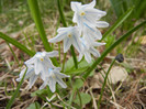 Puschkinia scilloides (2012, March 30)