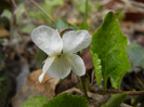 White Sweet Violet (2012, March 30)