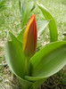Tulipa Stresa (2012, March 30)