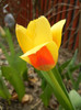 Tulipa Stresa (2012, March 30)