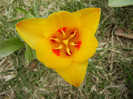 Tulipa Stresa (2012, March 30)