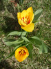Tulipa Stresa (2012, March 30)