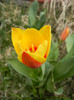 Tulipa Stresa (2012, March 30)