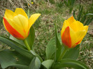 Tulipa Stresa (2012, March 30)