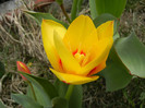 Tulipa Stresa (2012, March 30)