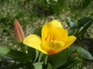 Tulipa Stresa (2012, March 30)