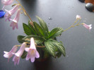 C.Rachel