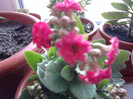 kalanchoe roz