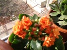 kalanchoe portocaliu