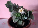 kalanchoe galbena care dupa cateva zile se face alba