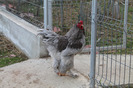 cocos brahma albastru
