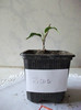 ficus