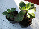 kalanchoe2