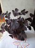 Oxalis