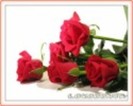 Trandafiri rosi