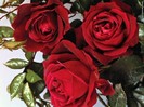 Poza_Trandafiri_Rosii_big