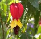 abutilon-orice culoare