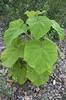 paulownia puiet