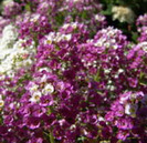 ciucusoara violet - alyssum royal carpet