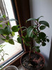 fuchsia-multumesc