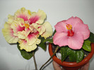 DSC02045
