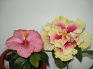 DSC02046