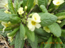DSCN0273