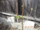 Liliac inmugurit