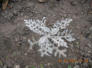DSCN0285
