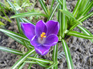 Crocus Negro Boy (2012, March 31)